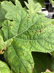 Cercospora hydrangeae
