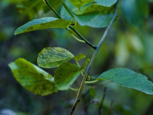 Berchemia racemosa iNat (2)