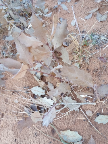 Image of Quercus welshii by (c) Mike Ostrowski, some rights reserved (CC BY-SA)