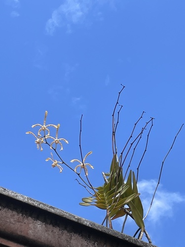 Foto de Orquídea-aranha