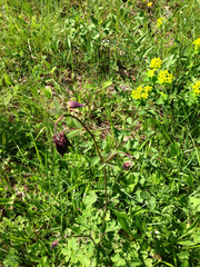 Aquilegia vulgaris