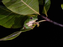 Rhacophorus malabaricus