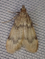 Aglossa