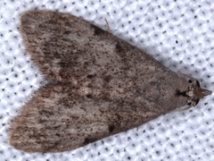 Nola pleurosema