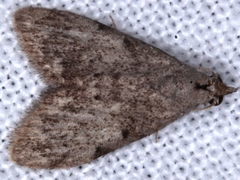 Nola pleurosema