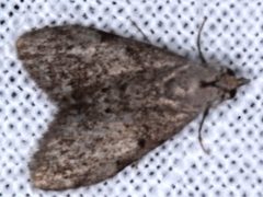 Nola pleurosema