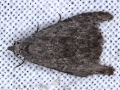 Nola pleurosema