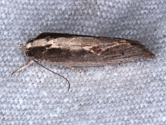 Archaereta dorsivittella