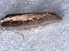 Archaereta dorsivittella