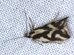 Epithymema incomposita