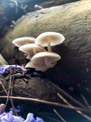 Agaricales