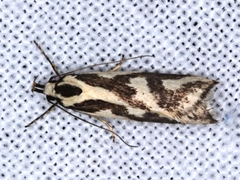 Epithymema incomposita