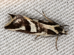 Epithymema incomposita