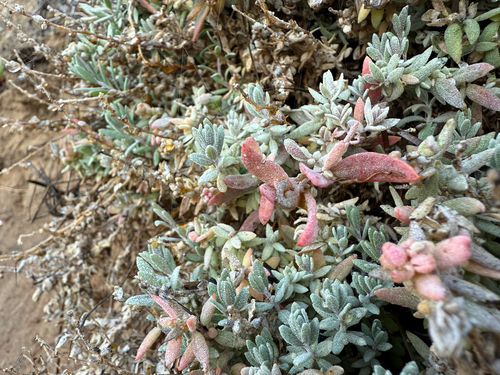California saltbush (Atriplex californica)