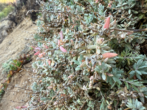 Image of Extriplex californica by (c) Zach Earl, some rights reserved (CC BY)