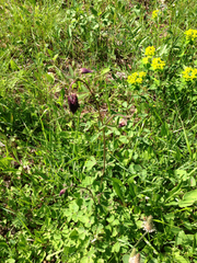 Aquilegia vulgaris