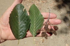 Alnus rhombifolia