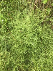 Dichanthelium microcarpon