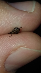 Chrysops univittatus