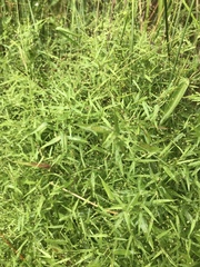 Dichanthelium microcarpon