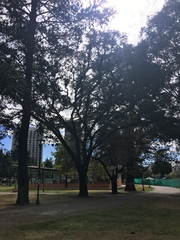 Cedrela angustifolia