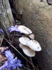 Agaricales