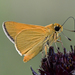 Eastern Arogos Skipper - Photo (c) Edward Perry IV, some rights reserved (CC BY-NC), uploaded by Edward Perry IV