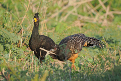 Bare-Faced Curassow photo 3