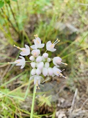 Amerallium