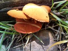 Agaricales