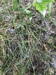Eleocharis wolfii