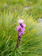Liatris helleri