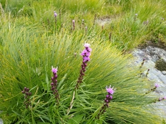 Liatris helleri