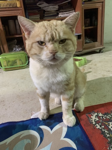 Domestic Cat