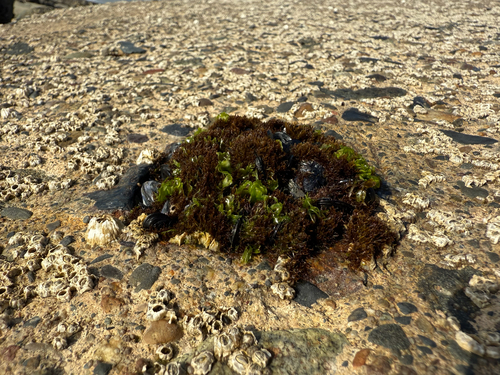 Image of Ulva californica by (c) Zach Earl, some rights reserved (CC BY)