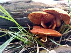 Agaricales