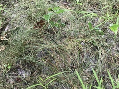 Eleocharis wolfii