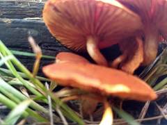Agaricales