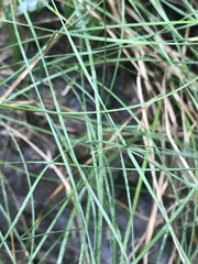 Eleocharis wolfii