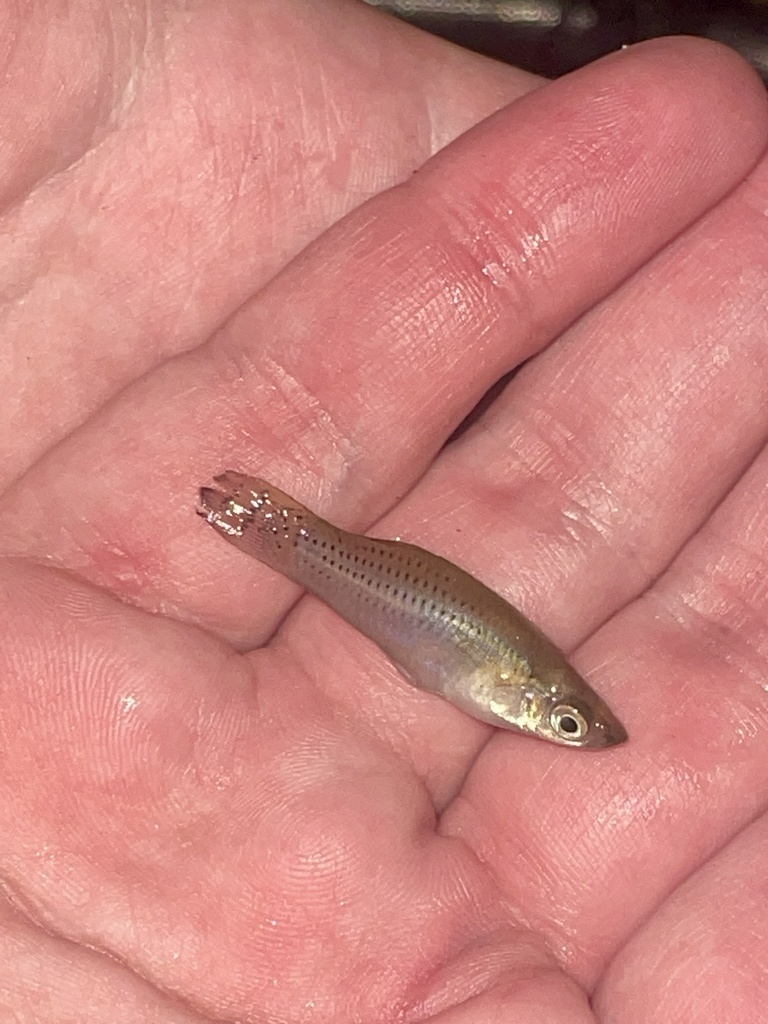 Mangrove Gambusia