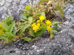 Solidago spithamaea