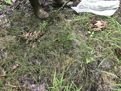 Eleocharis wolfii