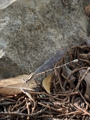 Argia immunda