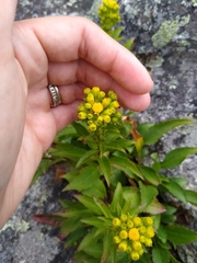 Solidago spithamaea