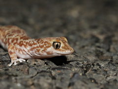 Byrne's Gecko photo 3