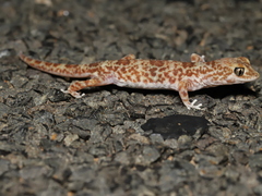 Byrne's Gecko photo 4