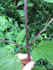 Agastache scrophulariifolia