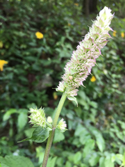 Agastache scrophulariifolia