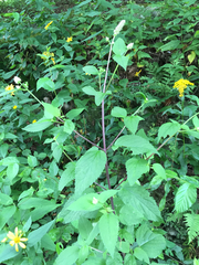 Agastache scrophulariifolia