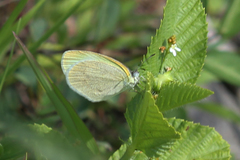 Pyrisitia dina